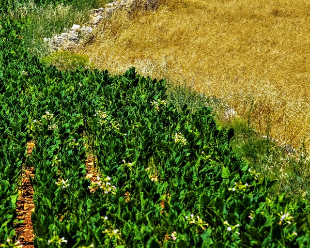 Línea agrícola
